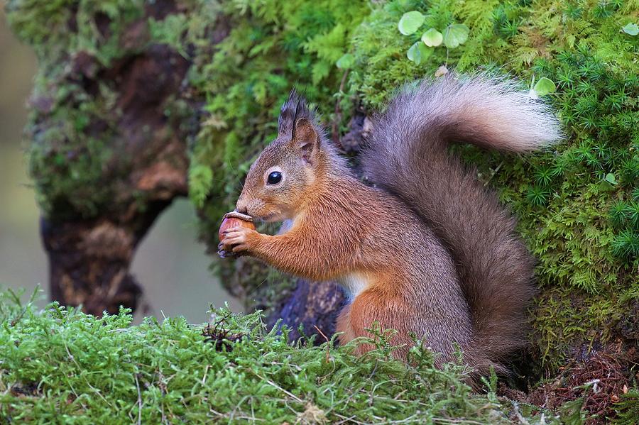 Animal Photograph - Red Squirrel by Ray Cooper