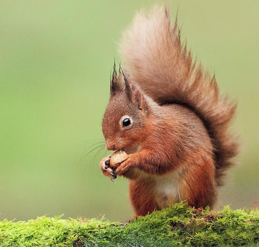 Red Squirrel Photograph by Sarah Peters