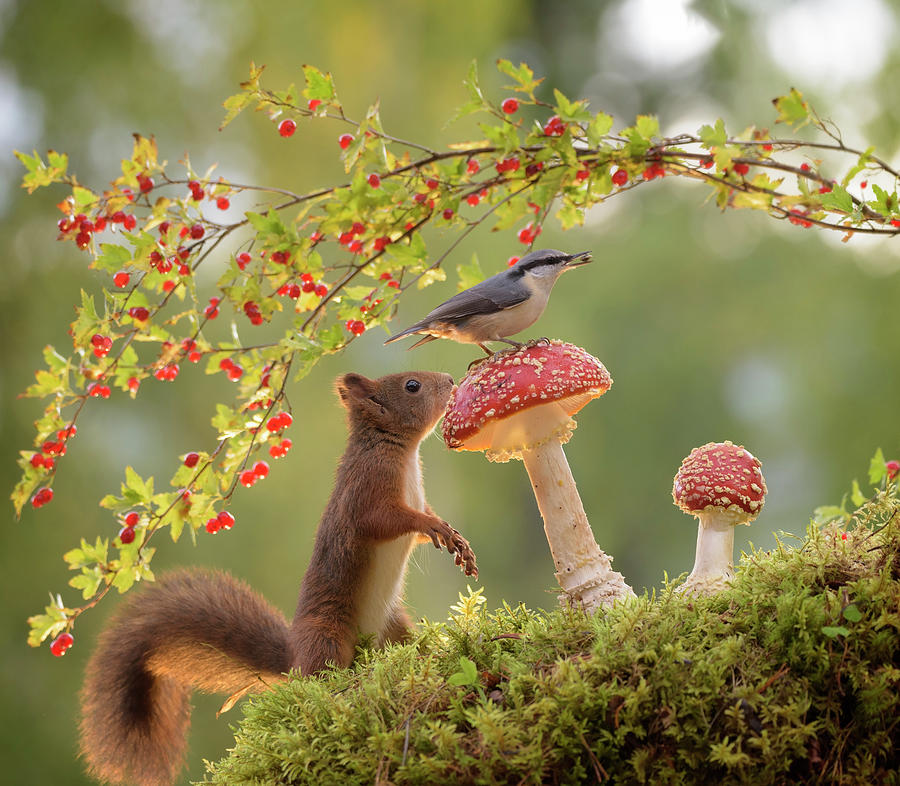 Mushroom Photograph - Red Squirrel Sciurus Vulgaris Looking by Geert Weggen