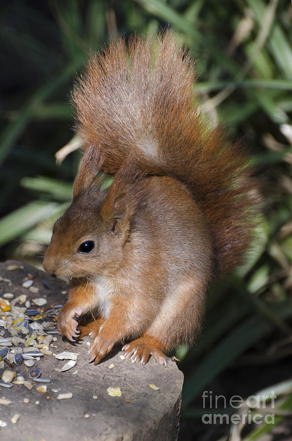 Red squirrel Photograph by Steev Stamford