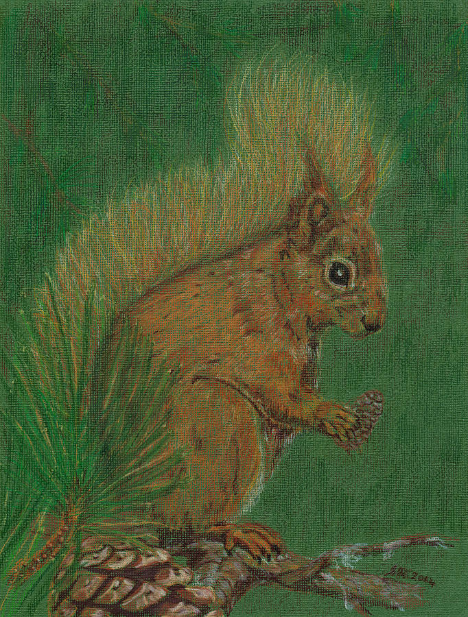 Red Squirrel Drawing by Stephanie Grant
