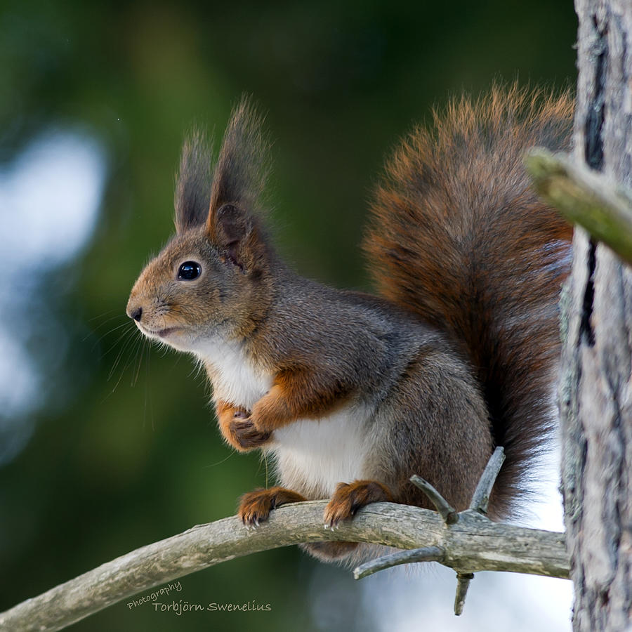 Red Squirrel Photograph by Torbjorn Swenelius