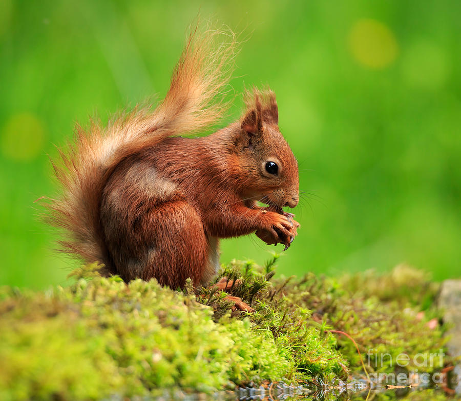 Red Squirrel with a nut Photograph by Louise Heusinkveld