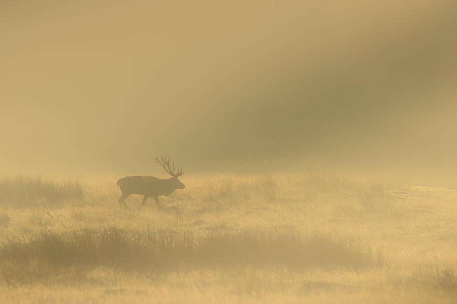 Red Stag Photograph by Andy Astbury