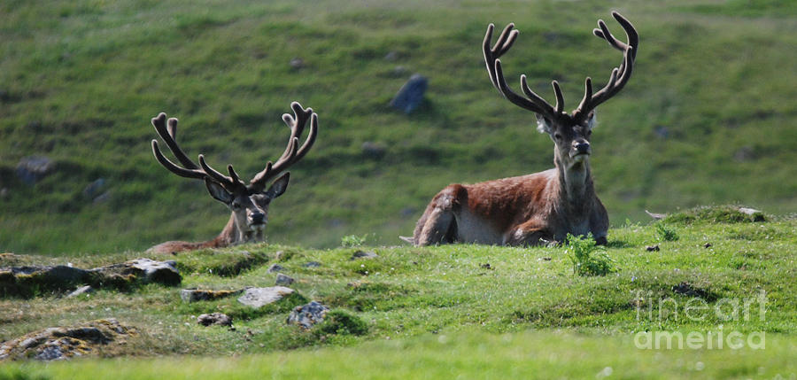 Red Deer Stags in velvet Photograph by Phil Banks