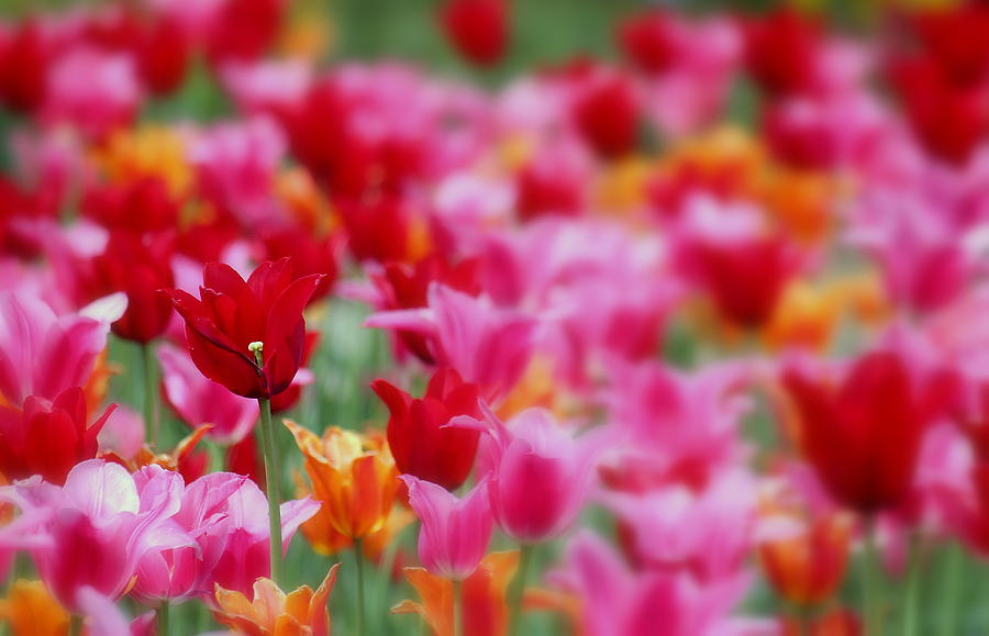 Tulip Photograph - Red Stand Out by Rosanne Jordan