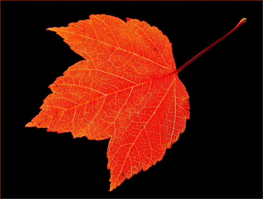 Fall Photograph - Red Standout by Jean Noren