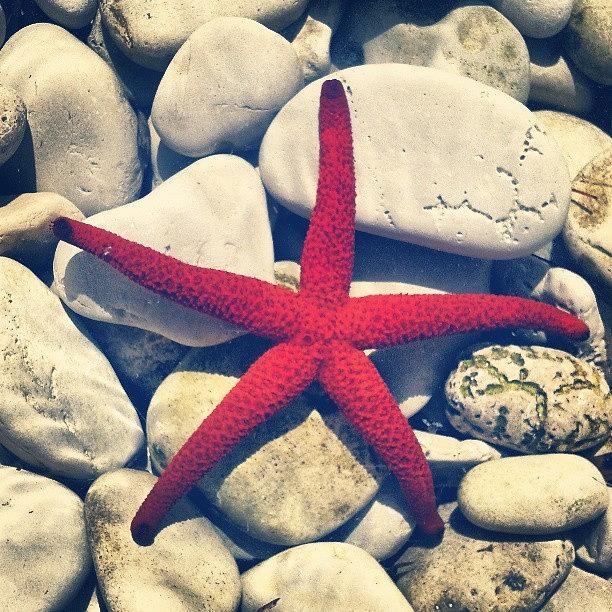 Love Photograph - Red Star! by Emanuela Carratoni