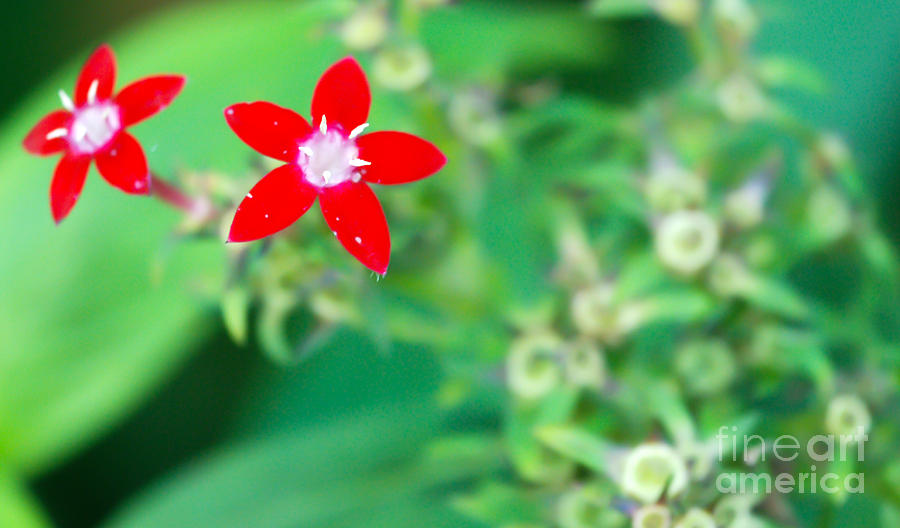 Red Flower Photograph - Red Star by Optical Playground By MP Ray