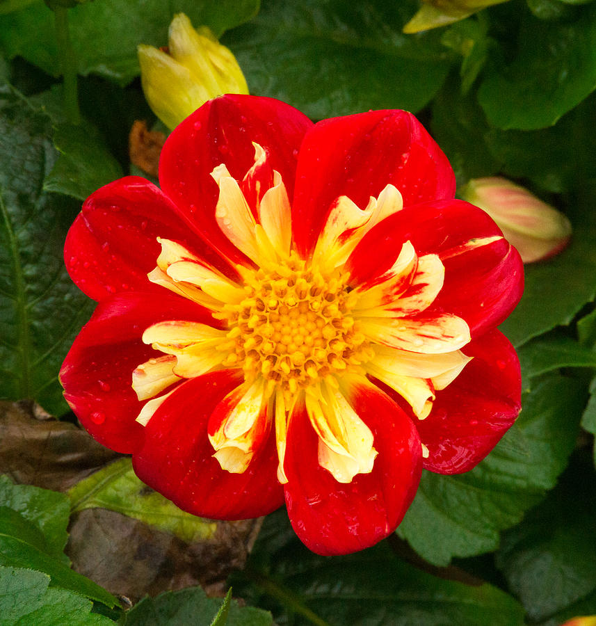 Daisy Photograph - Red Starburst Daisy 1 by Douglas Barnett