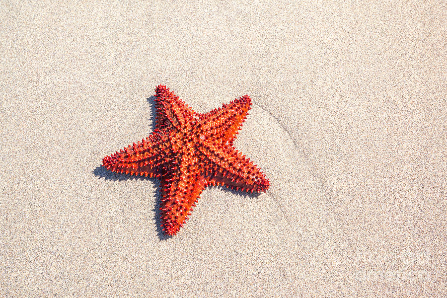 Red starfish on sand Photograph by Matteo Colombo
