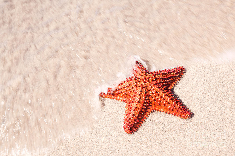 Red starfish on tropical beach in the Caribbean Photograph by Matteo Colombo