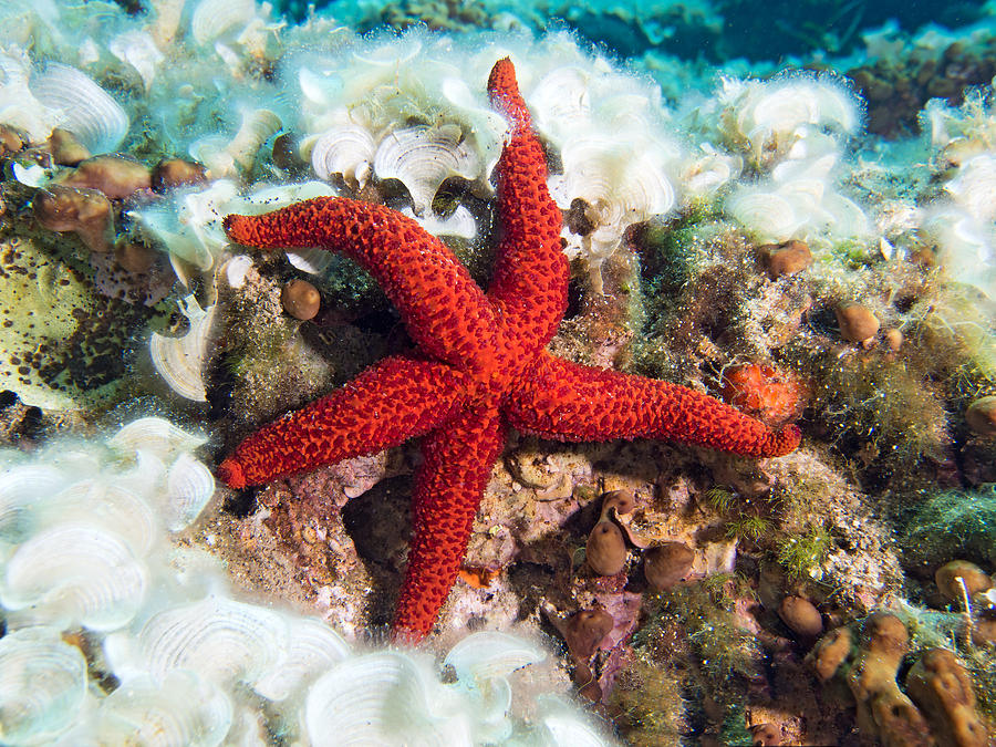 Red Starfish Photograph by Roy Pedersen