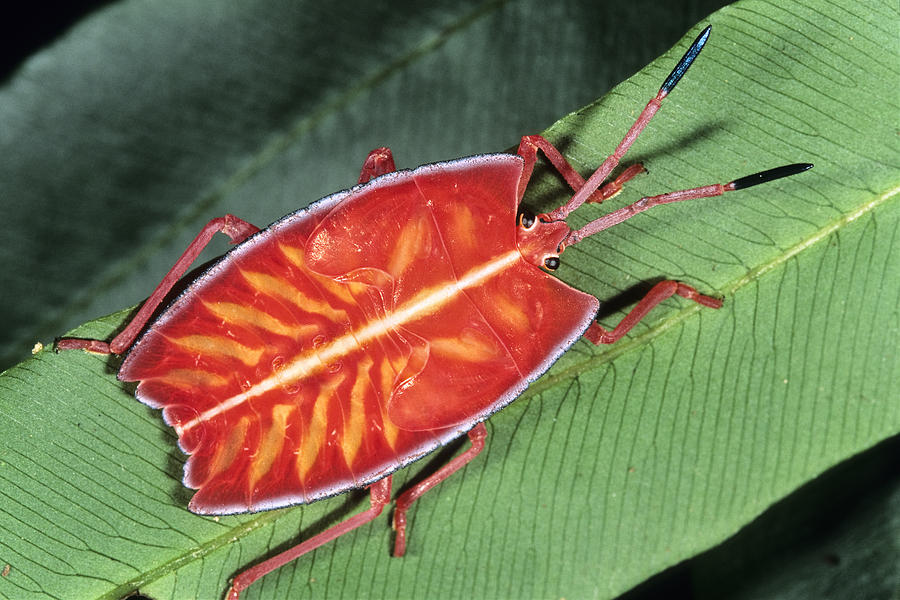 Red Stink Bug Sabah Borneo Photograph by Konrad Wothe