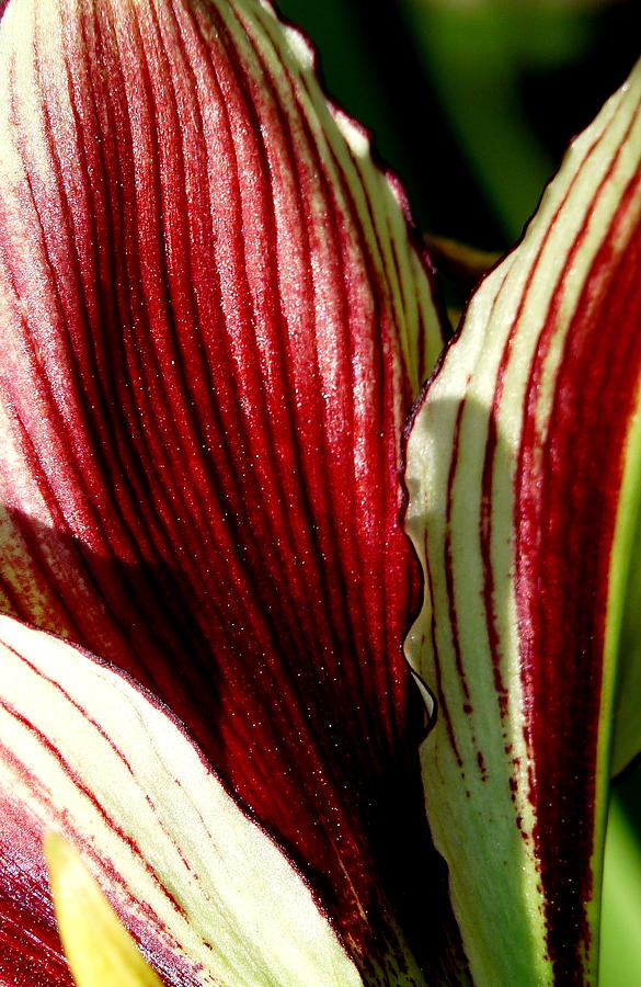 Red Striped Lily Photograph by Jeff Lowe