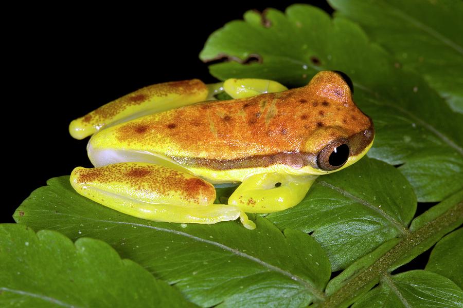 Red-striped Tree Frog Photograph by Dr Morley Read/science Photo Library
