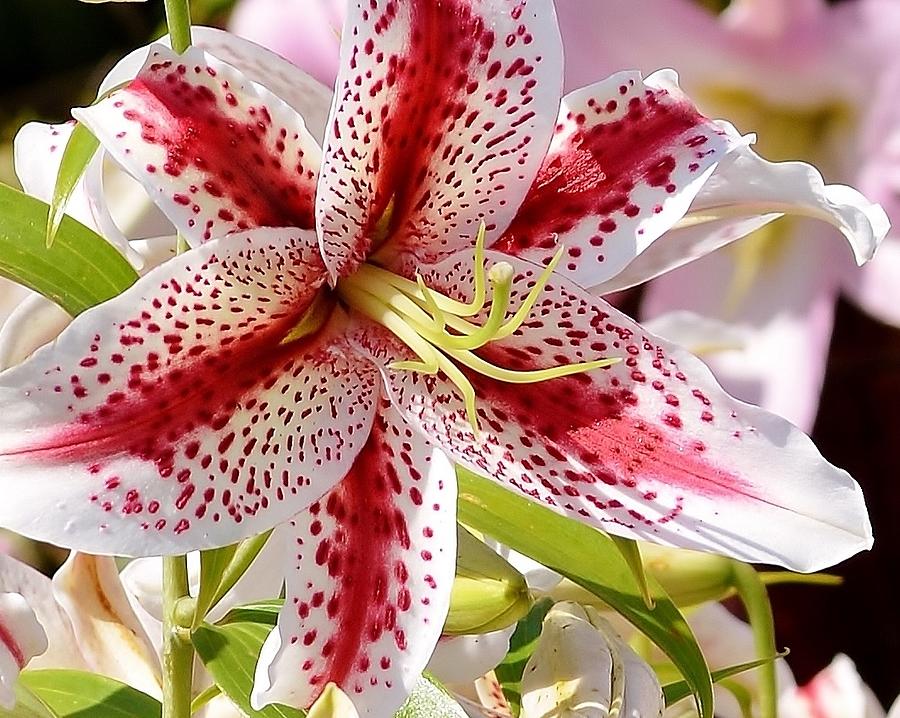 Red Stripes and Spots - Lily Photograph by Kim Bemis