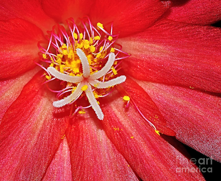 Nature Photograph - Red Succulent Flower by Kaye Menner