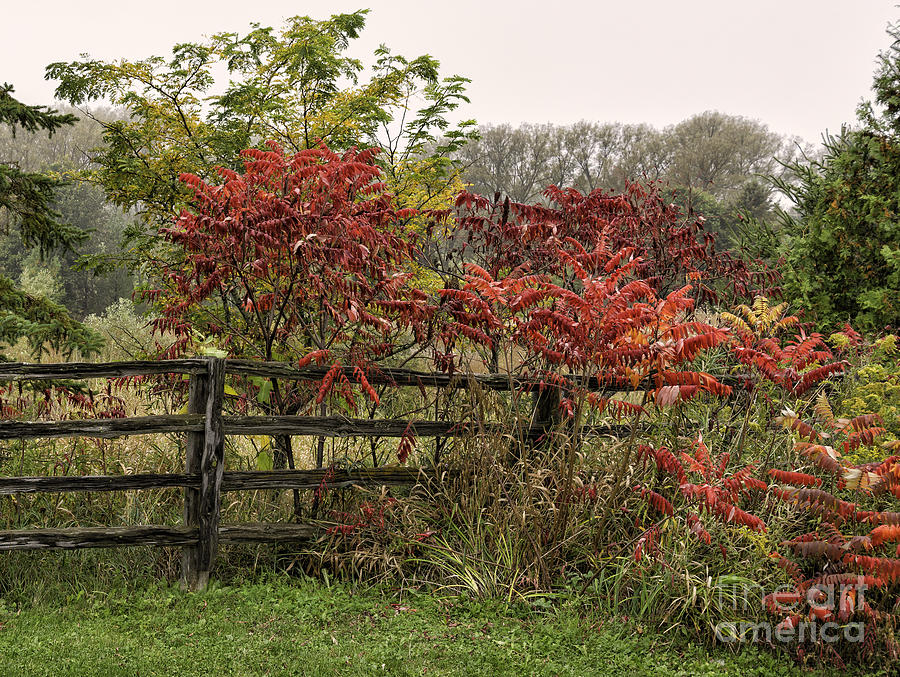 Red sumac trees in autumn Photograph by Les Palenik