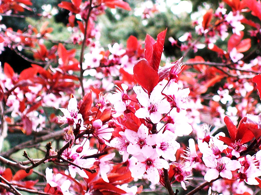 Red summer фото