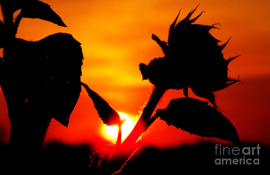 Red summer фото