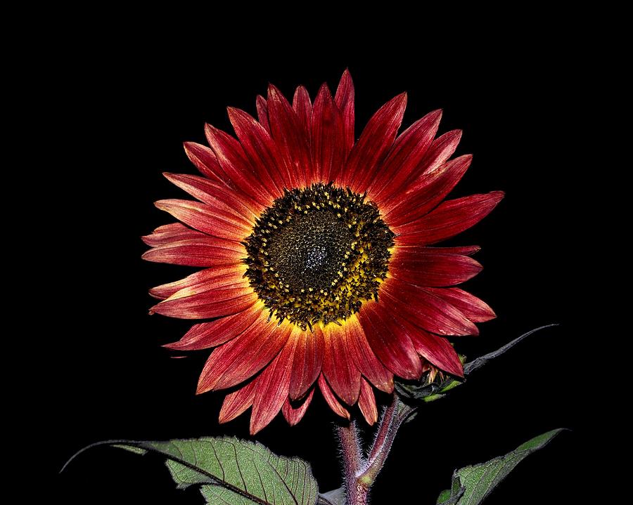 Red Sunflower Against the Night Sky Photograph by Greni Graph