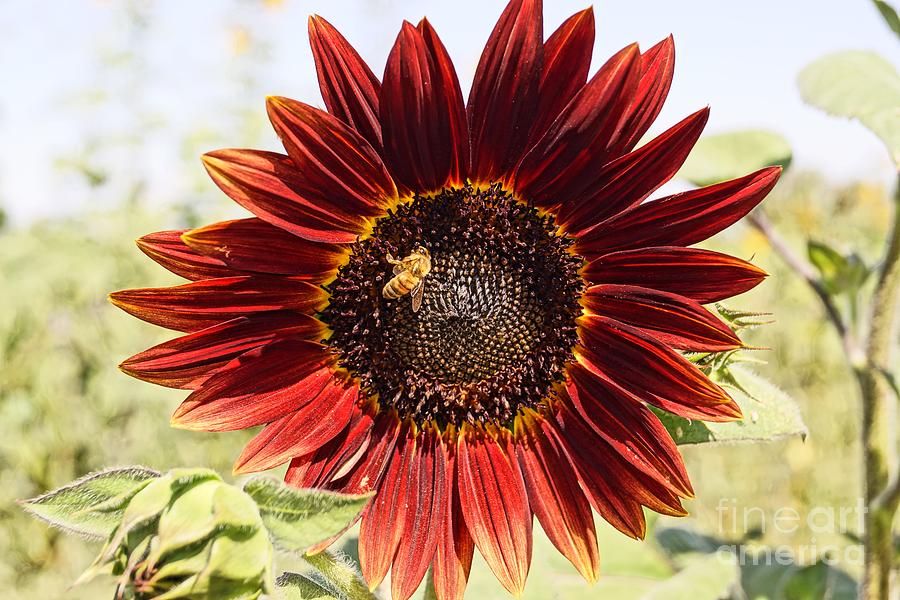 Red Sunflower and Bee Photograph by Kerri Mortenson Red Sunflower and Bee Photograph by Kerri Mortenson
