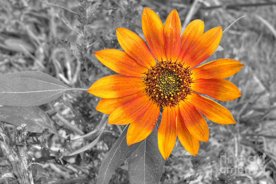 Red Sunflower Photograph by Deborah Smolinske