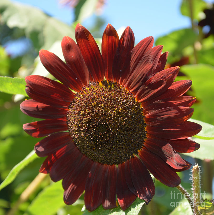  Flower - Red Sunflower - Luther Fine Art Photograph by Luther Fine Art