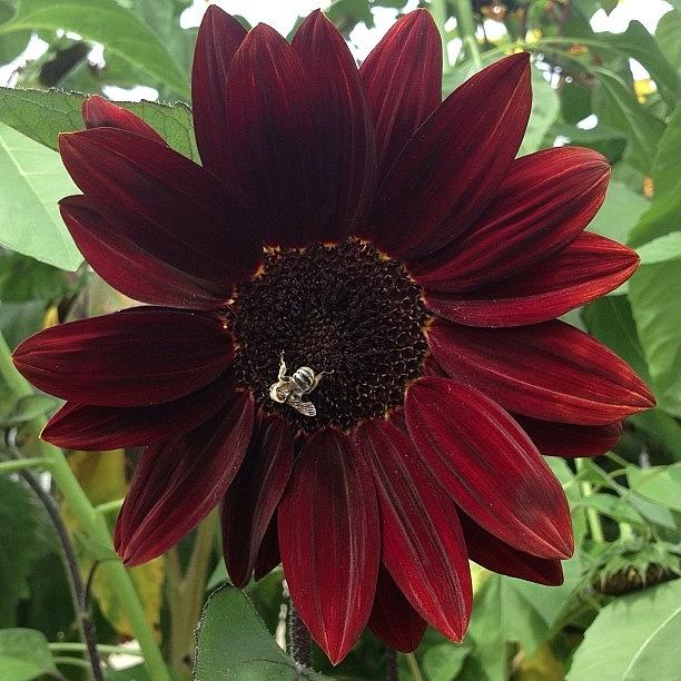 Red Sunflower Photograph by Rita Frederick