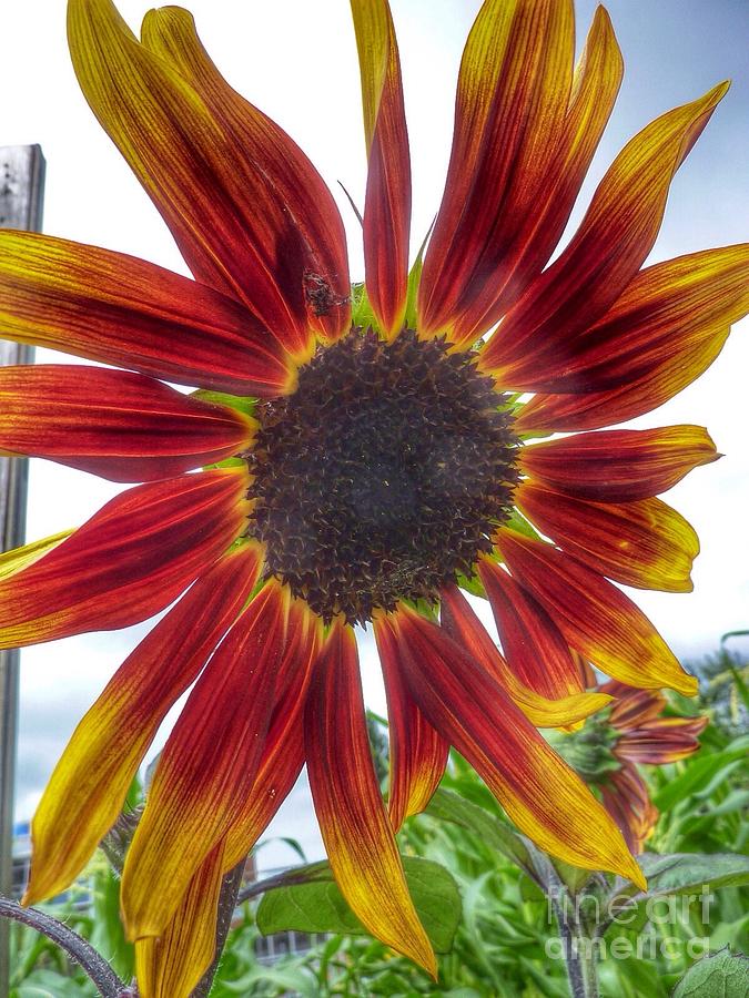 Red Sunflower Photograph by Susan Garren