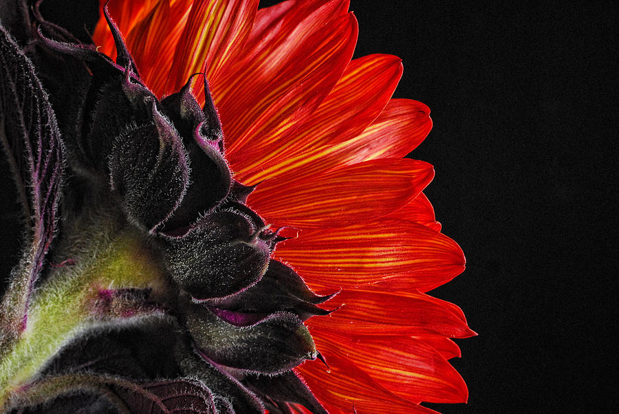 Red Sunflower VII  Photograph by Saija Lehtonen