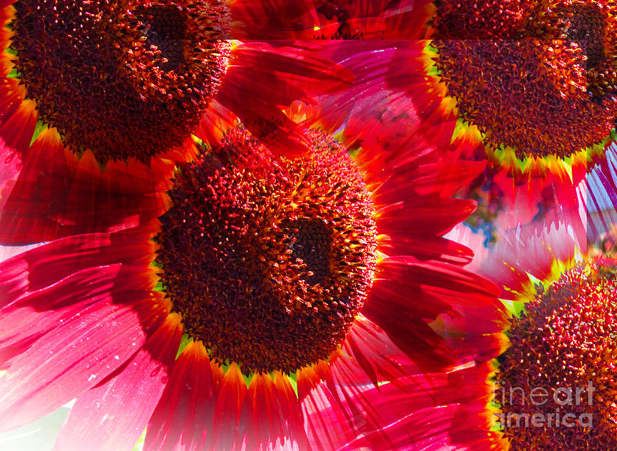 Sunflower Photograph - Red Sunflowerburst by Tina M Wenger