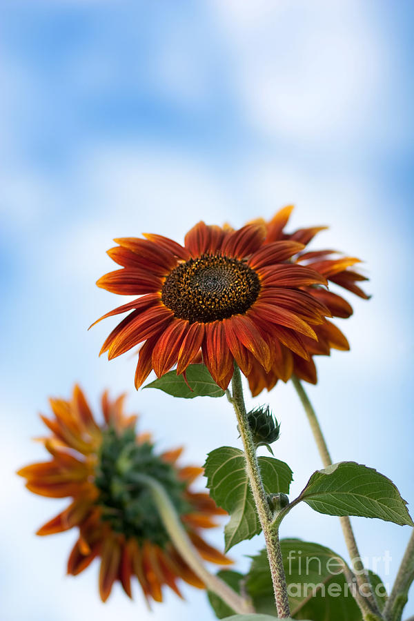 Red Sunflowers by Cindy Singleton Red Sunflowers by Cindy Singleton
