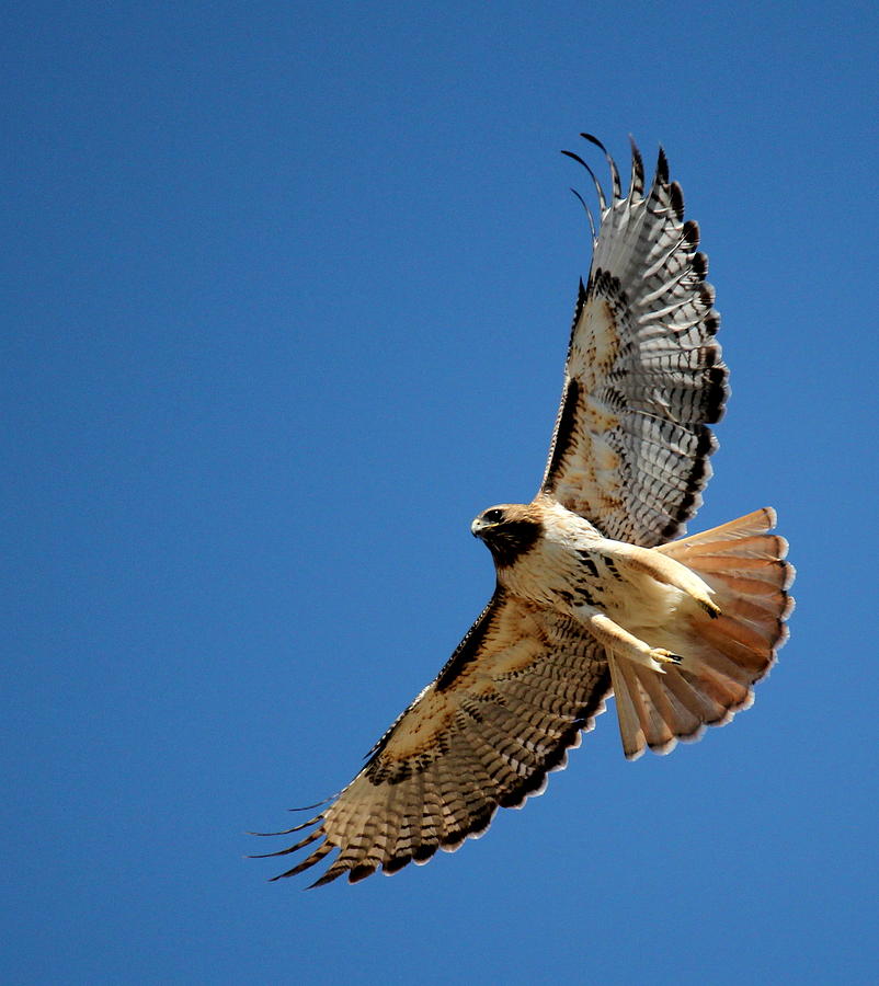 Red Tail Blue Sky Photograph by Trent Mallett