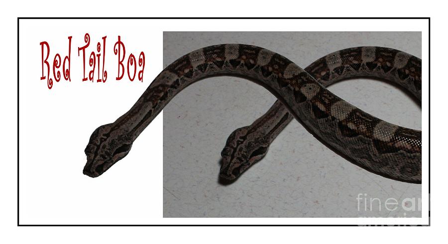 Red Tail Boa - Snake  Photograph by Barbara A Griffin