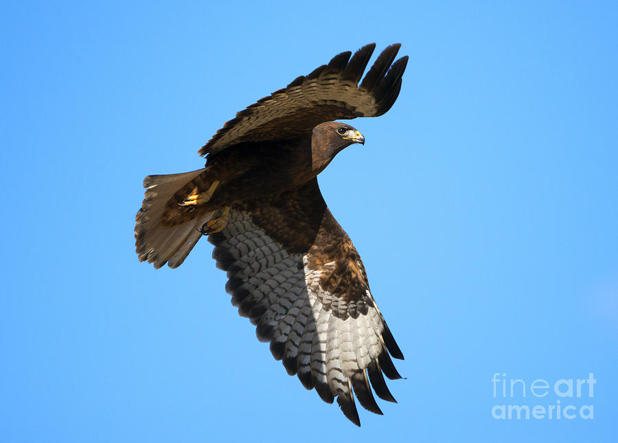 Hawk Photograph - Red-Tail Flight by Michael Dawson