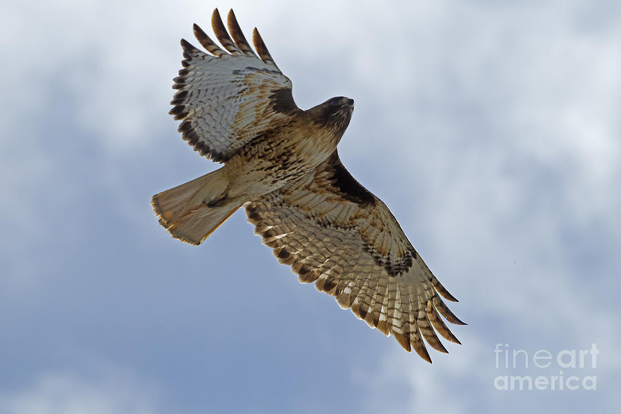Red-Tail Hawk #3094 Photograph by J L Woody Wooden