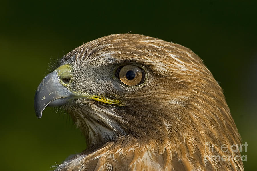 Red-tail Hawk   #5663 Photograph