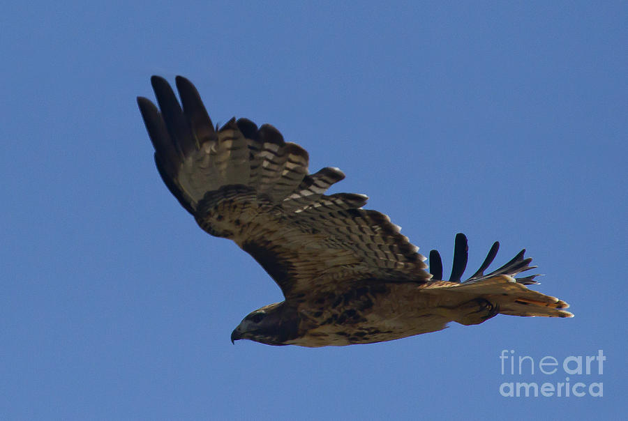 Red-Tail Hawk  #7602 Photograph by J L Woody Wooden