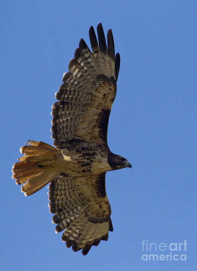 Red-Tail Hawk  #7618 Photograph by J L Woody Wooden
