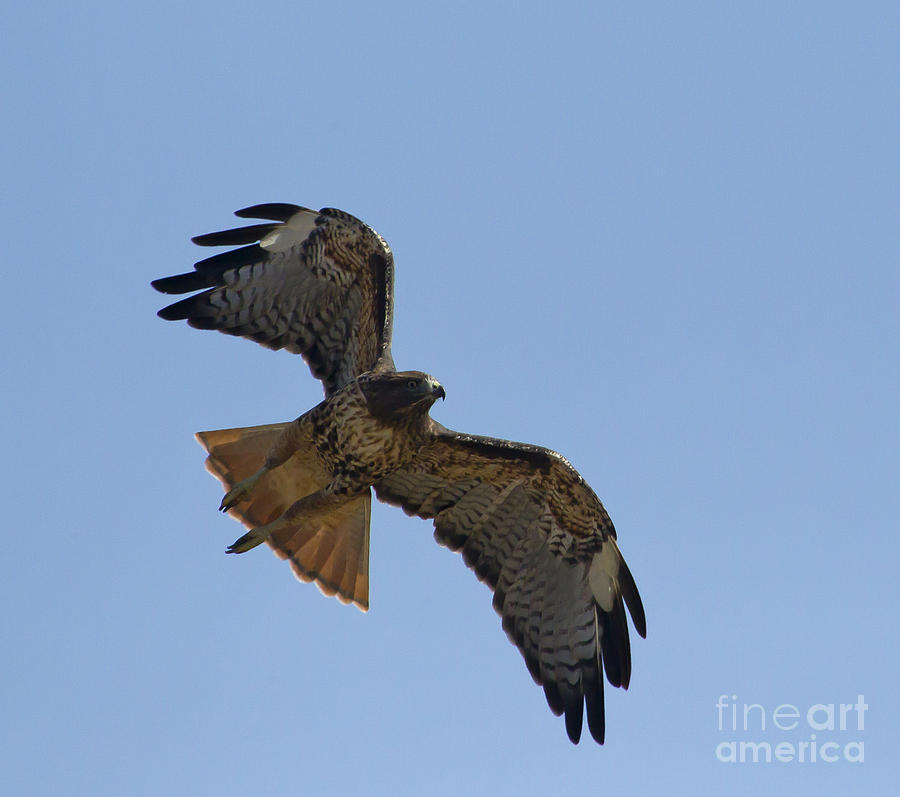 Red-Tail Hawk  #7869 Photograph by J L Woody Wooden