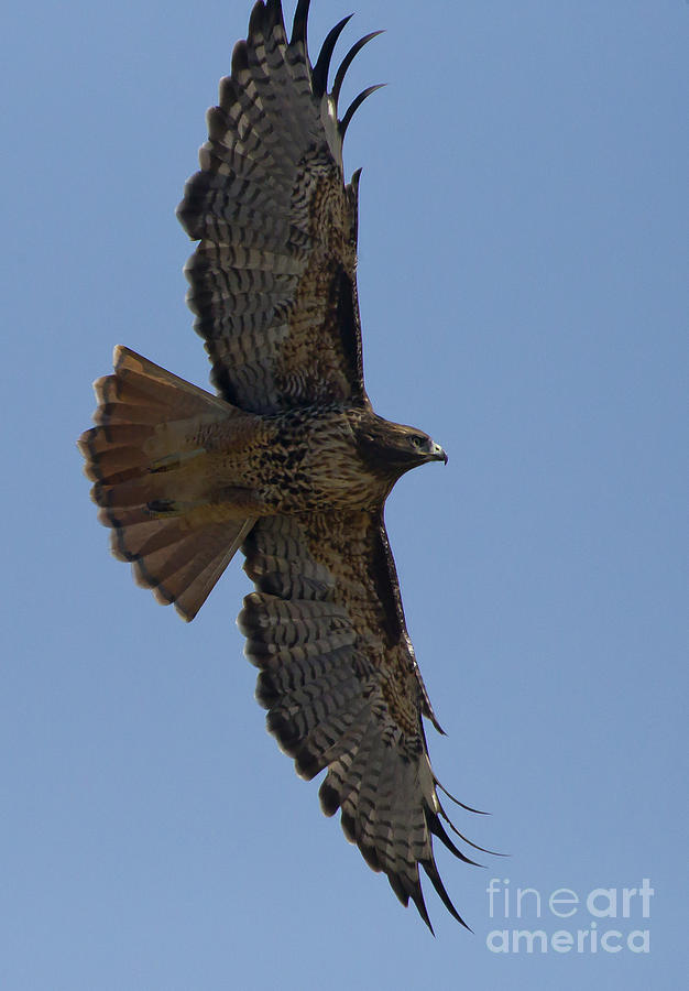 Red-Tail Hawk  #7872 Photograph by J L Woody Wooden