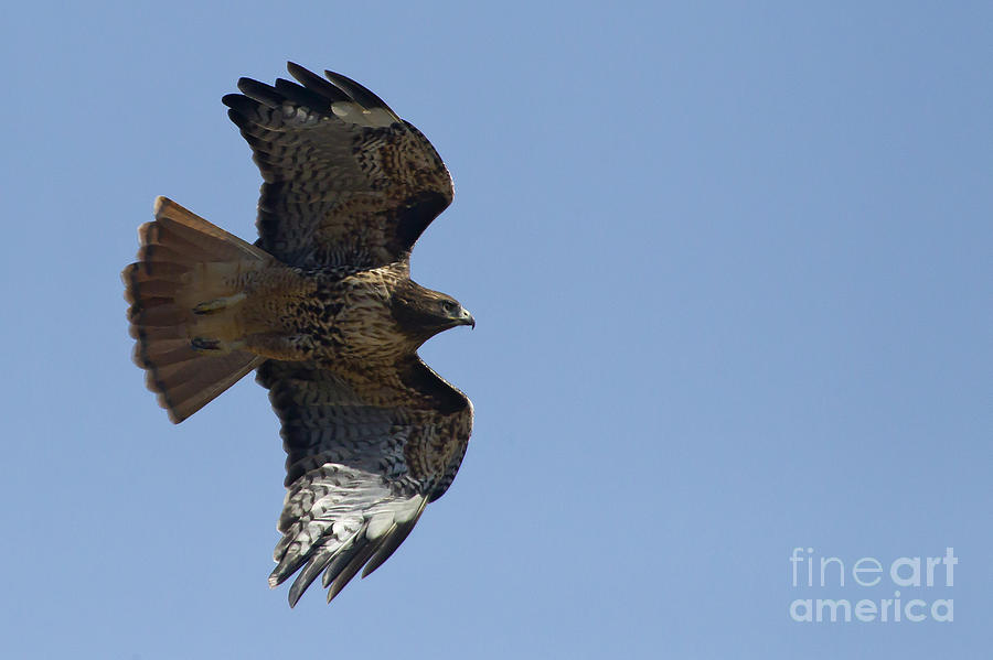 Red-Tail Hawk  #7873 Photograph by J L Woody Wooden