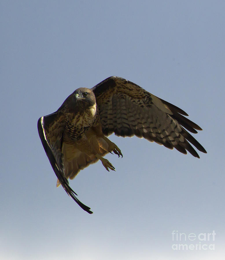 Red-Tail Hawk  #7955 Photograph by J L Woody Wooden