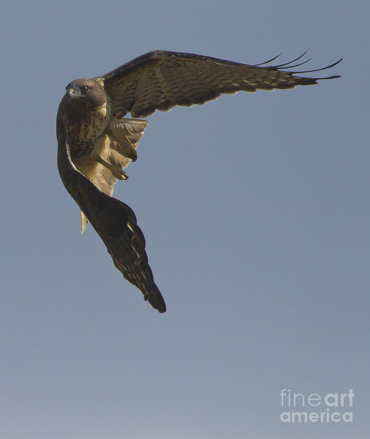 Red-Tail Hawk  #7957 Photograph by J L Woody Wooden