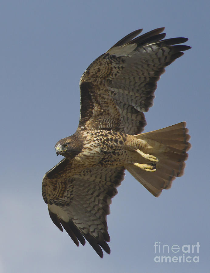 Red-Tail Hawk  #7974 Photograph by J L Woody Wooden