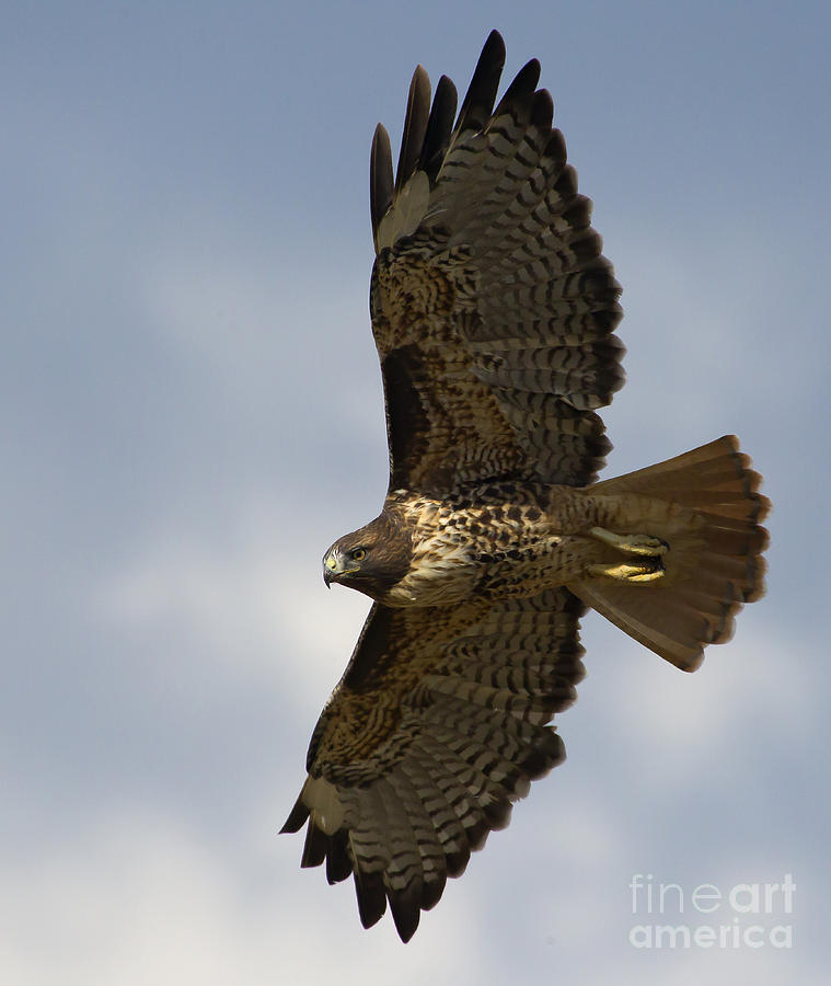 Red-Tail Hawk  #7976 Photograph by J L Woody Wooden