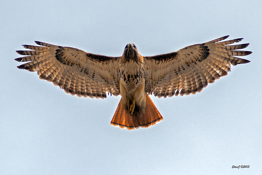 Red Tail Hawk at Riverside Cemetery Photograph by Stephen Johnson