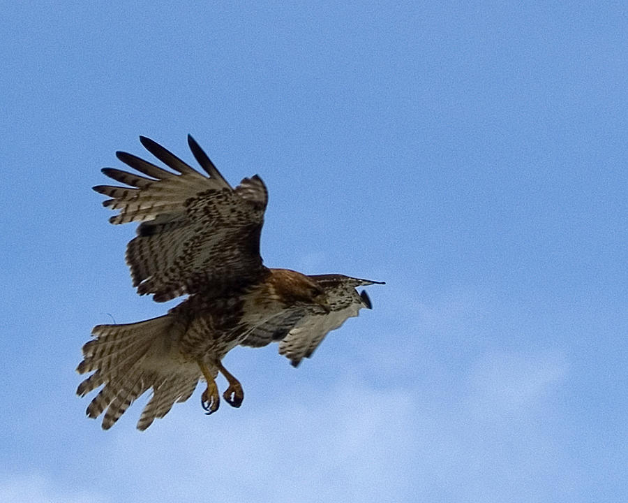 Hawk Photograph - Red Tail Hawk by Bill Gallagher